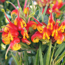 Load image into Gallery viewer, GREVILLEA BONNIE PRINCE CHARLIE 2.5L
