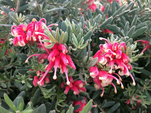 GREVILLEA JELLY BABY