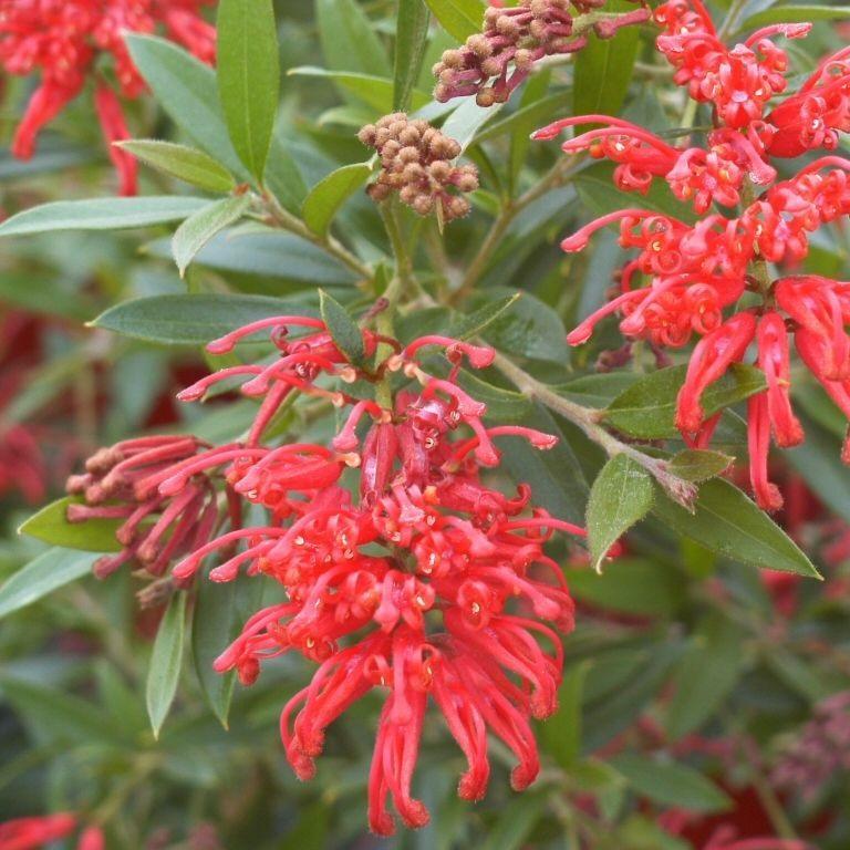 GREVILLEA LADY O STANDARD 8.5L