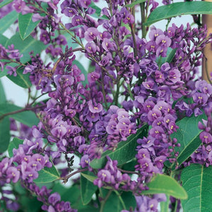 HARDENBERGIA VIOLACEA HAPPY WANDERER