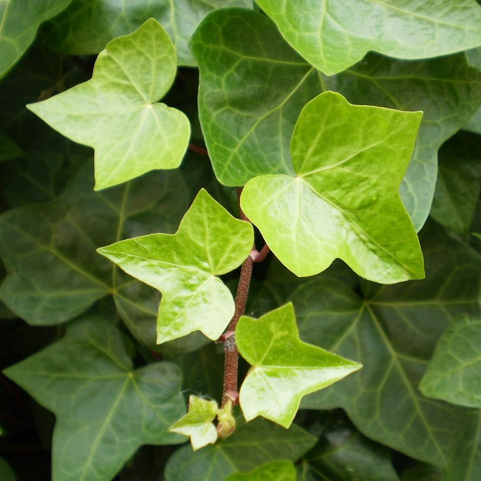 HEDERA HELIX