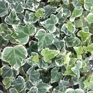 HEDERA CANARIENSIS VARIEGATA CANARY ISLAND IVY