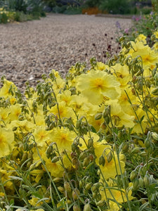 HELIANTHEMUM WISLEY PRIMROSE 14CM