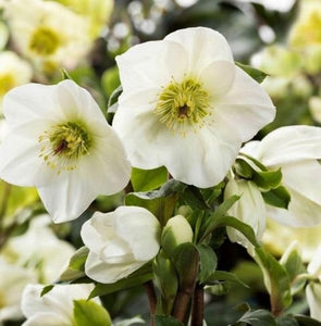 HELLEBORUS GLANDORFENSIS ICE N ROSES WHITE