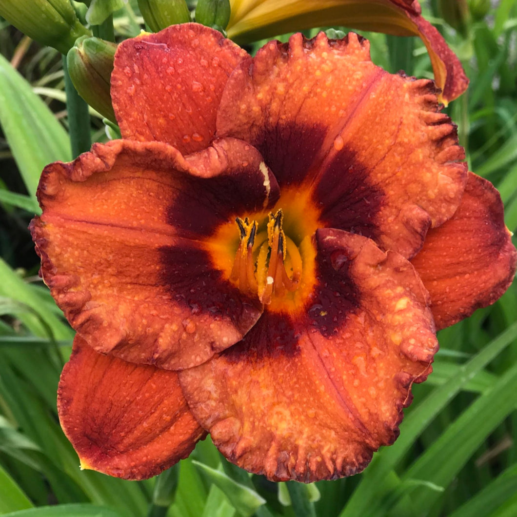 HEMEROCALLIS CHESTNUT LANE 2.5L