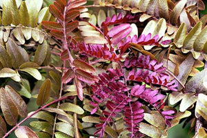 GLEDITSIA TRIACANTHOS RUBY LACE PB28