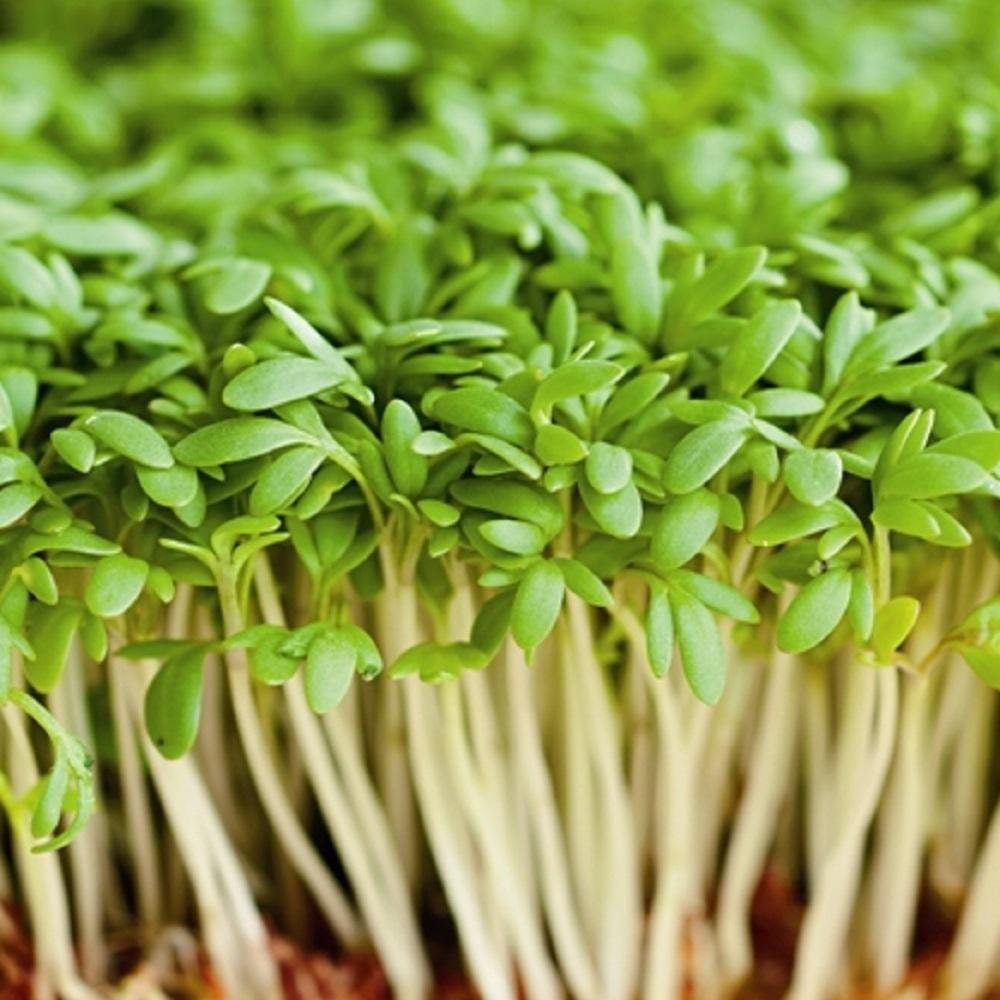 CRESS SALAD CURLED SEED