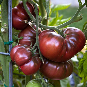 TOMATO BLACK KRIM ORGANIC SEED