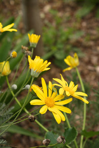 EURYOPS LITTLE SUNRAY 2.5L