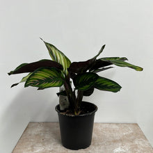 Load image into Gallery viewer, CALATHEA BEAUTY STAR 12CM
