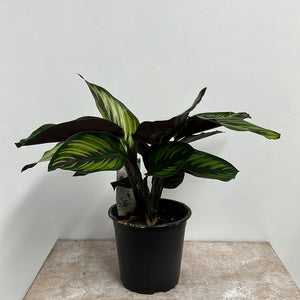 CALATHEA BEAUTY STAR 12CM