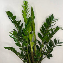 Load image into Gallery viewer, ZAMIOCULCAS ZAMIFOLIA 17CM
