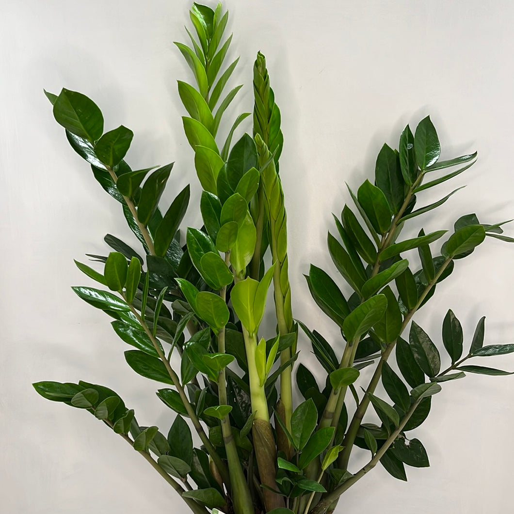 ZAMIOCULCAS ZAMIFOLIA 17CM