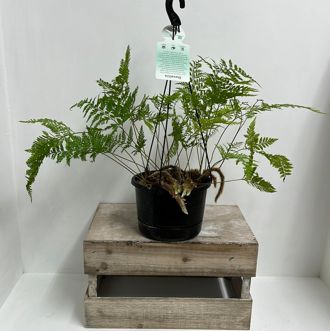 DAVALLIA RABBIT FOOT FERN 17CM