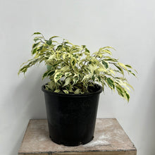 Load image into Gallery viewer, FICUS STARLIGHT 20CM
