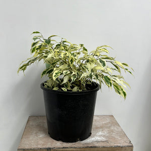 FICUS STARLIGHT 20CM