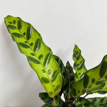 Load image into Gallery viewer, CALATHEA INSIGNIS 12CM
