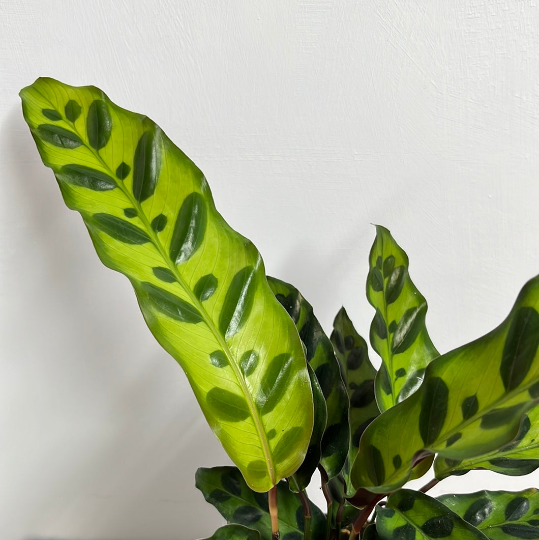 CALATHEA INSIGNIS 12CM