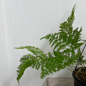 DAVALLIA RABBIT FOOT FERN 17CM