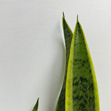 Load image into Gallery viewer, SANSEVIERIA TRIFASCIATA VARIEGATA 15CM
