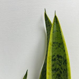 SANSEVIERIA TRIFASCIATA VARIEGATA 15CM