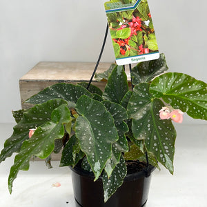 BEGONIA ANGELICA 17CM