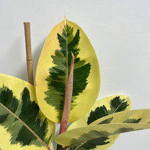 Load image into Gallery viewer, FICUS TINEKE 17CM
