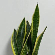 Load image into Gallery viewer, SANSEVIERIA FUTURA SUPERBA 15CM
