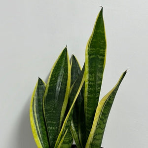 SANSEVIERIA FUTURA SUPERBA 15CM