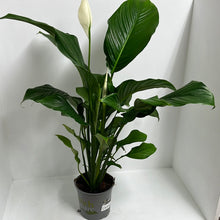 Load image into Gallery viewer, SPATHIPHYLLUM PEACE LILY 17CM
