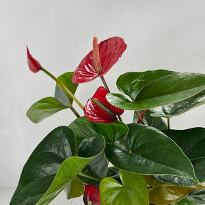 ANTHURIUM BUGATTI RED 15CM