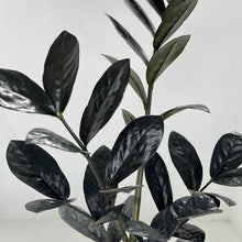 Load image into Gallery viewer, ZAMIOCULCAS BLACK RAVEN 12CM
