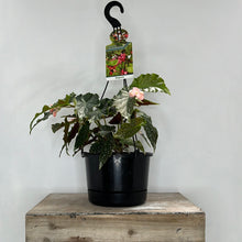 Load image into Gallery viewer, BEGONIA ANGELICA 17CM
