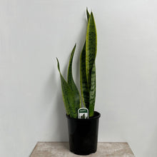 Load image into Gallery viewer, SANSEVIERIA TRIFASCIATA VARIEGATA 15CM
