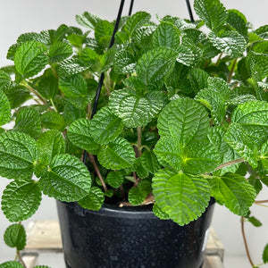 PILEA CREEPING CHARLIE 17CM