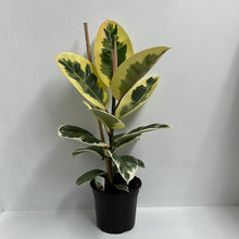 Load image into Gallery viewer, FICUS TINEKE 17CM
