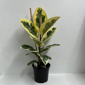 FICUS TINEKE 17CM