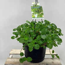 Load image into Gallery viewer, PILEA CREEPING CHARLIE 17CM
