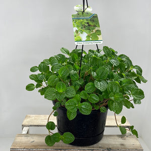 PILEA CREEPING CHARLIE 17CM