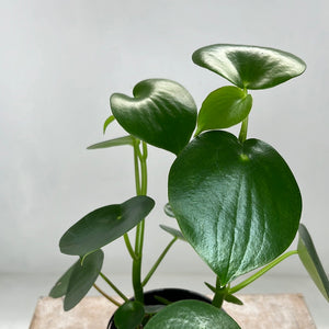 PEPEROMIA POLYBOTRYA RAINDROP 12CM