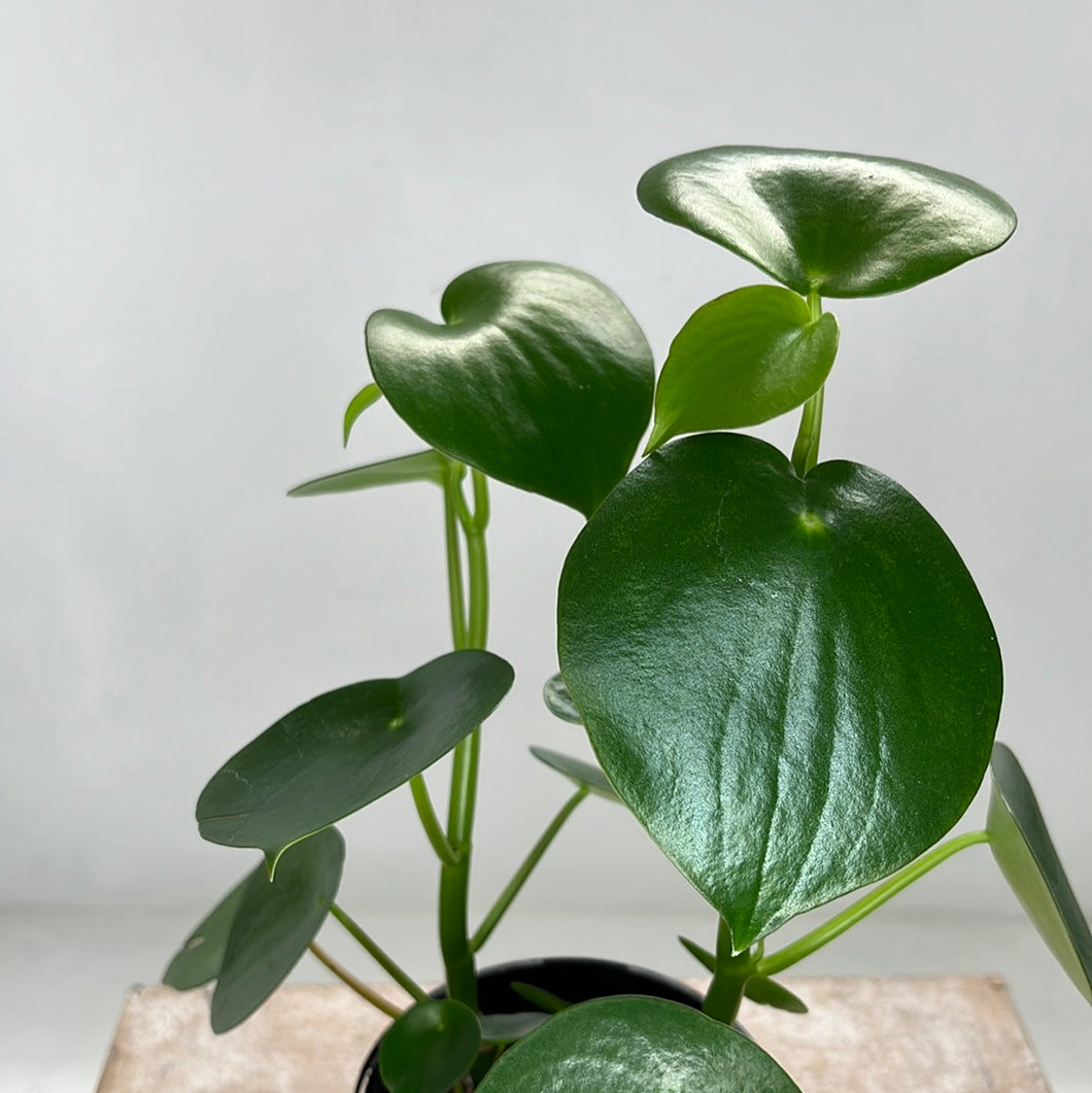 PEPEROMIA POLYBOTRYA RAINDROP 12CM