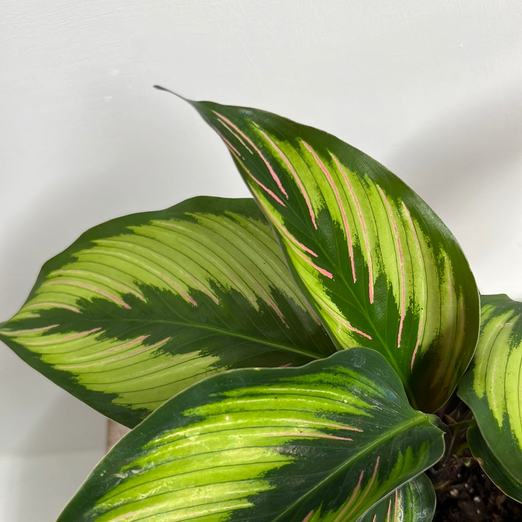 CALATHEA BEAUTY STAR 12CM