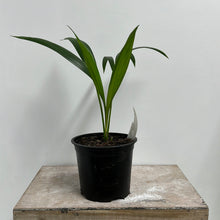 Load image into Gallery viewer, HOWEA FORSTERIANA KENTIA PALM 14CM
