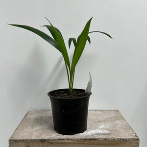 HOWEA FORSTERIANA KENTIA PALM 14CM