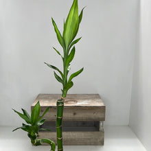 Load image into Gallery viewer, LUCKY BAMBOO DOUBLE
