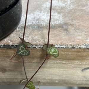 CEROPEGIA WOODII CHAIN OF HEARTS 14CM