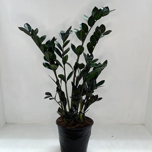 ZAMIOCULCAS BLACK KNIGHT 17CM