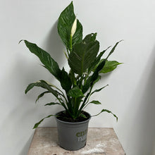 Load image into Gallery viewer, SPATHIPHYLLUM DOMINO 15CM
