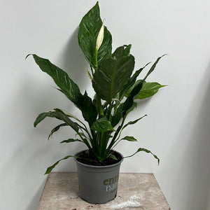 SPATHIPHYLLUM DOMINO 15CM