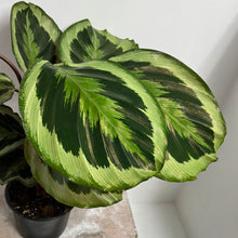 Load image into Gallery viewer, CALATHEA FLAMESTAR
